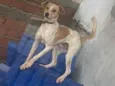 Boby é thor