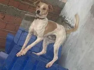 Cachorro raça SRD-ViraLata idade 2 a 6 meses nome Boby é thor