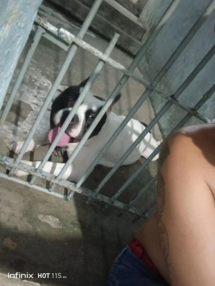 Cachorro raça Pit-Bull idade 1 ano nome kiara