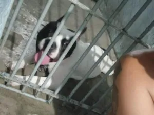 Cachorro raça Pit-Bull idade 1 ano nome kiara