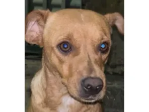 Cachorro raça SRD-ViraLata idade 7 a 11 meses nome Nina 