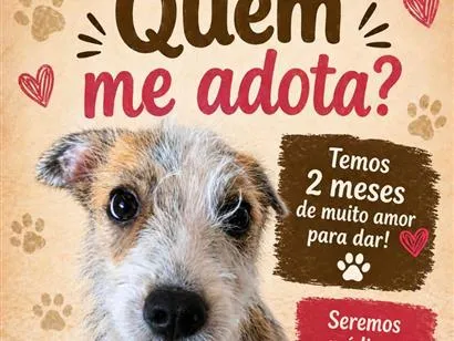 Cachorro raça SRD-ViraLata idade 2 a 6 meses nome pingo 