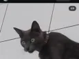 tomas