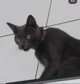 tomas