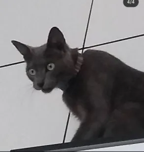 Gato raça SRD-ViraLata idade 6 ou mais anos nome tomas