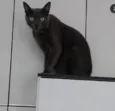 tomas
