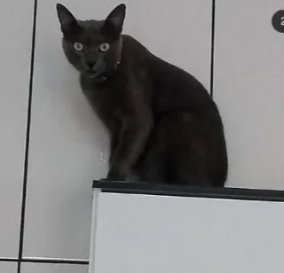 Gato raça SRD-ViraLata idade 6 ou mais anos nome tomas