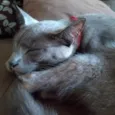 tomas