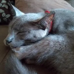 Gato raça SRD-ViraLata idade 6 ou mais anos nome tomas