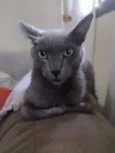 tomas