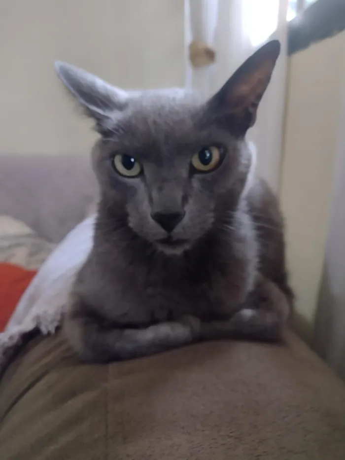 Gato raça SRD-ViraLata idade 6 ou mais anos nome tomas