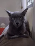 tomas