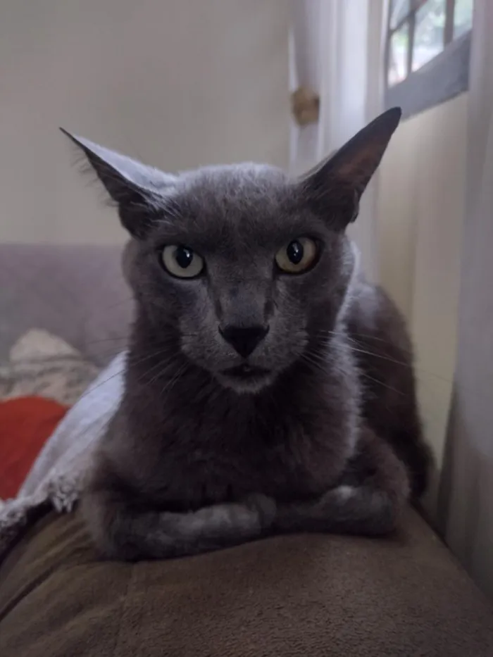 Gato raça SRD-ViraLata idade 6 ou mais anos nome tomas