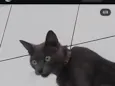 tomas
