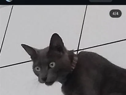 Gato raça SRD-ViraLata idade 6 ou mais anos nome tomas