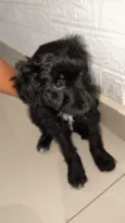 Pantera