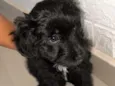 Pantera