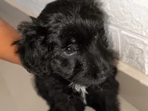 Cachorro raça SRD-ViraLata idade 2 a 6 meses nome Pantera