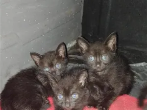 Gato raça SRD-ViraLata idade 2 a 6 meses nome não possuem 