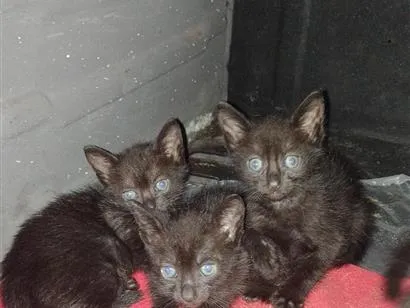 Gato raça SRD-ViraLata idade 2 a 6 meses nome não possuem 