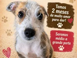 Cachorro raça SRD-ViraLata idade 2 a 6 meses nome pingo 