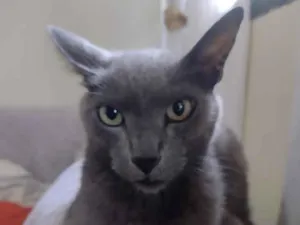 Gato raça SRD-ViraLata idade 6 ou mais anos nome tomas