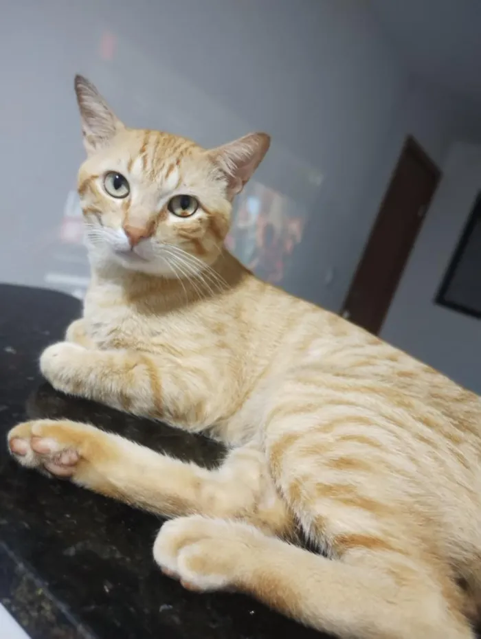 Gato raça SRD-ViraLata idade 1 ano nome não sei 