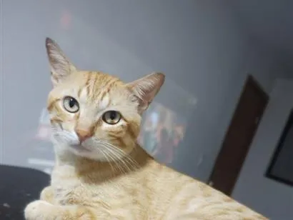 Gato raça SRD-ViraLata idade 1 ano nome não sei 