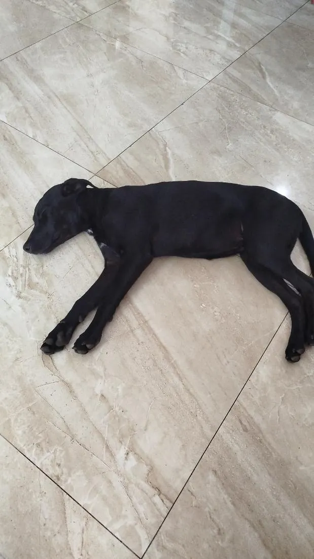 Cachorro raça SRD-ViraLata idade 2 a 6 meses nome Flora
