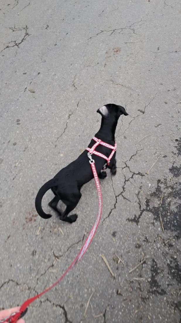 Cachorro raça SRD-ViraLata idade 2 a 6 meses nome Flora