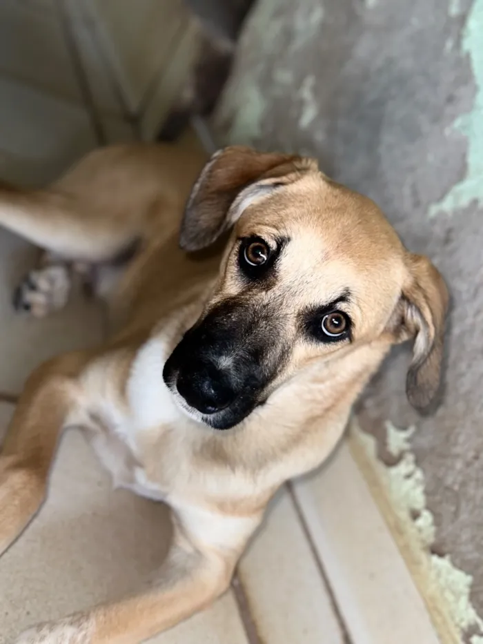 Cachorro raça SRD-ViraLata idade 7 a 11 meses nome Bob