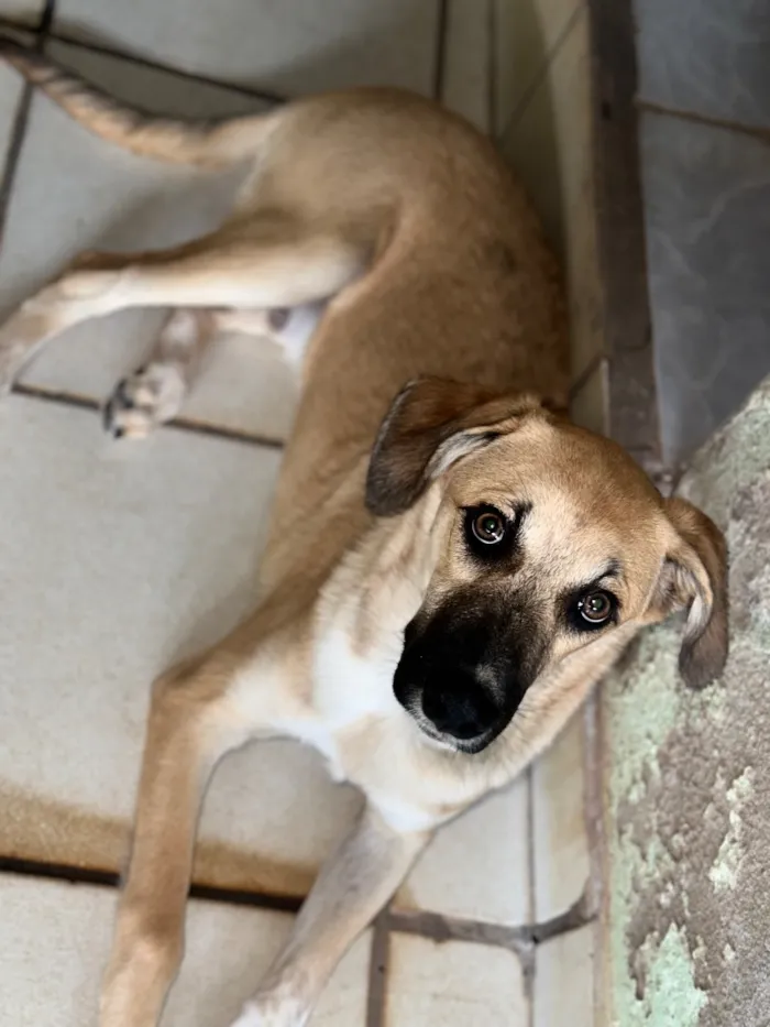 Cachorro raça SRD-ViraLata idade 7 a 11 meses nome Bob