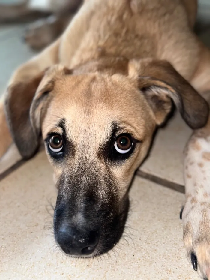 Cachorro raça SRD-ViraLata idade 7 a 11 meses nome Bob