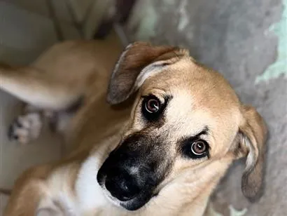 Cachorro raça SRD-ViraLata idade 7 a 11 meses nome Bob