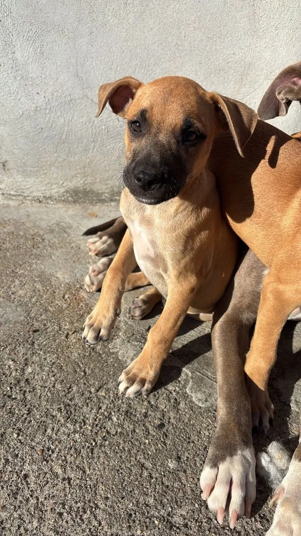 Cachorro raça SRD-ViraLata idade 2 a 6 meses nome Não possuem nome ainda 