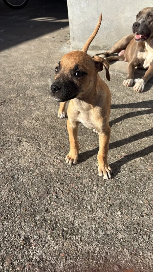 Cachorro raça SRD-ViraLata idade 2 a 6 meses nome Não possuem nome ainda 