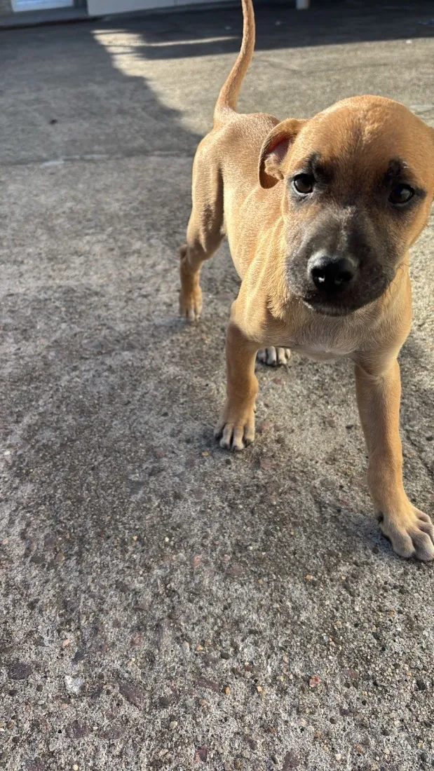 Cachorro raça SRD-ViraLata idade 2 a 6 meses nome Não possuem nome ainda 