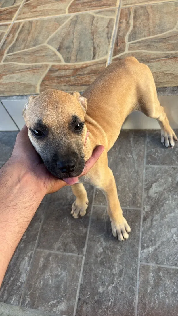 Cachorro raça SRD-ViraLata idade 2 a 6 meses nome Não possuem nome ainda 