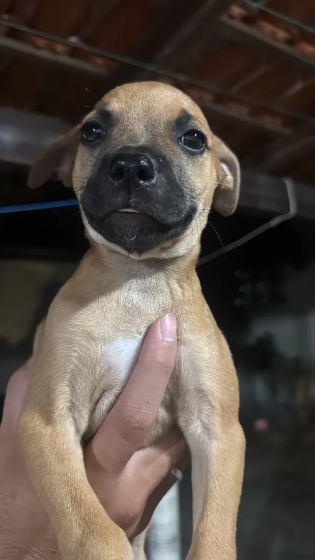 Cachorro raça SRD-ViraLata idade 2 a 6 meses nome Não possuem nome ainda 