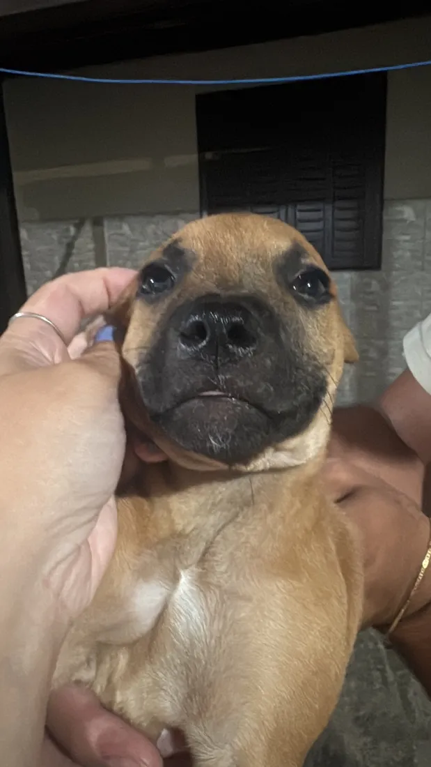 Cachorro raça SRD-ViraLata idade 2 a 6 meses nome Não possuem nome ainda 