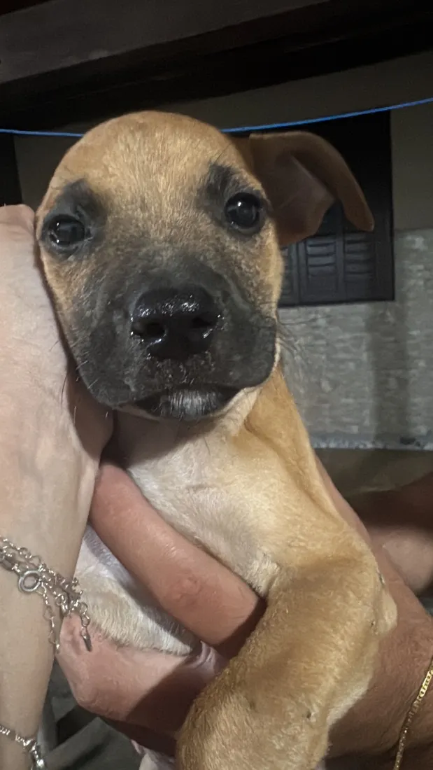 Cachorro raça SRD-ViraLata idade 2 a 6 meses nome Não possuem nome ainda 