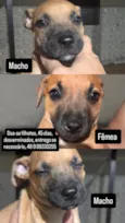 Não possuem nome ainda 