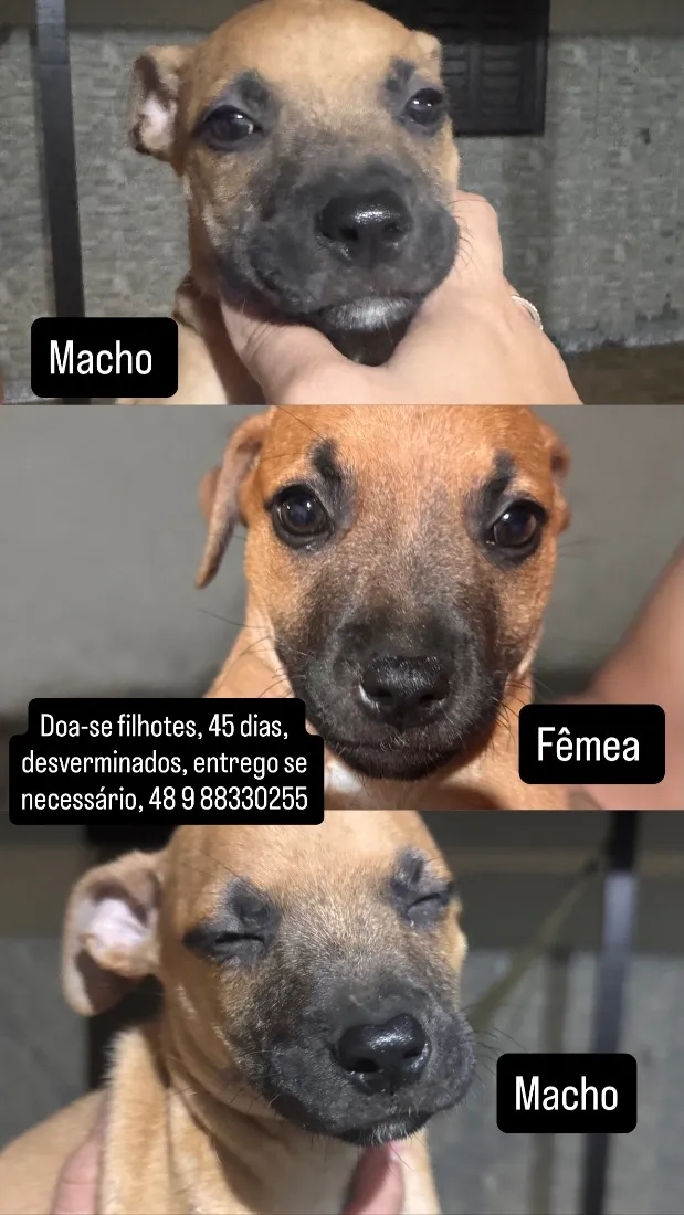 Cachorro raça SRD-ViraLata idade 2 a 6 meses nome Não possuem nome ainda 