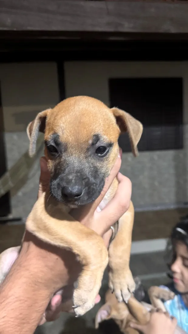 Cachorro raça SRD-ViraLata idade 2 a 6 meses nome Não possuem nome ainda 