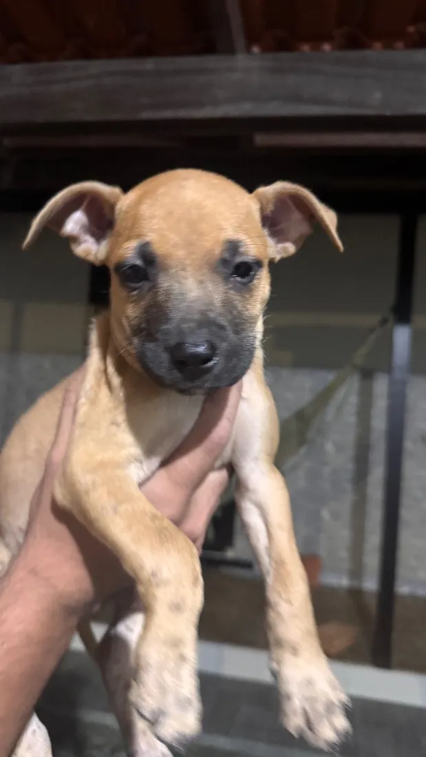 Cachorro raça SRD-ViraLata idade 2 a 6 meses nome Não possuem nome ainda 