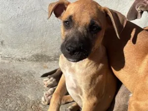 Cachorro raça SRD-ViraLata idade 2 a 6 meses nome Não possuem nome ainda 