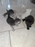 4 gatinhos 