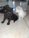 4 gatinhos 