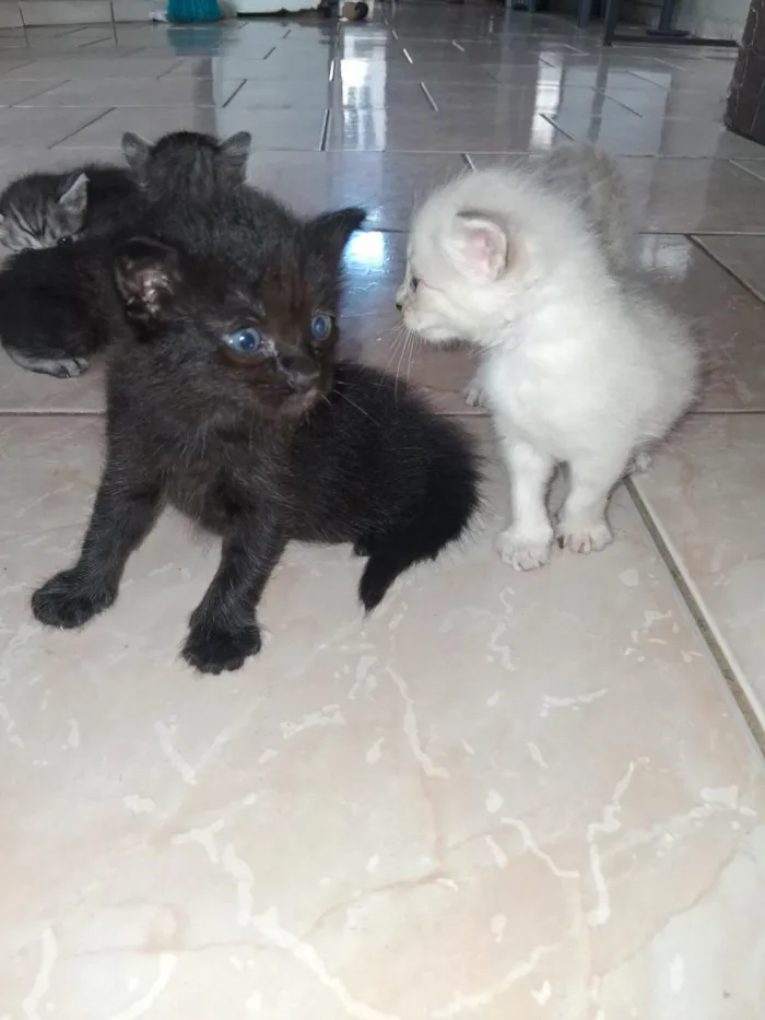 Gato raça SRD-ViraLata idade Abaixo de 2 meses nome 4 gatinhos 