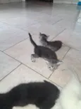4 gatinhos 